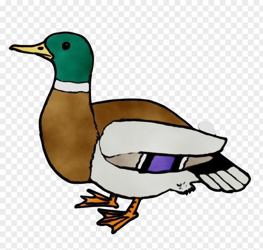 Mallard Clip Art Fauna Beak PNG