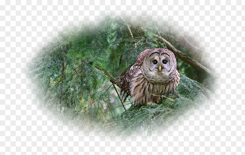 Owl Barred Bird Beak Desktop Wallpaper PNG