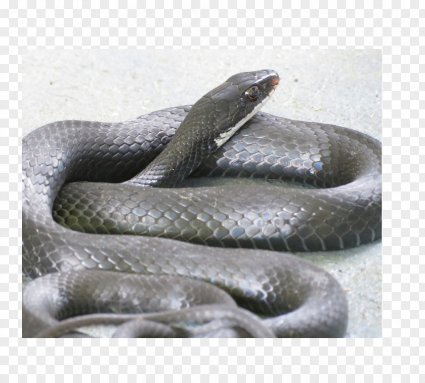 Snake Kingsnakes Boa Constrictor Southern Black Racer Rat PNG