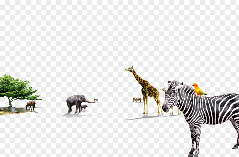 Animal Zebra Quagga Giraffe PNG