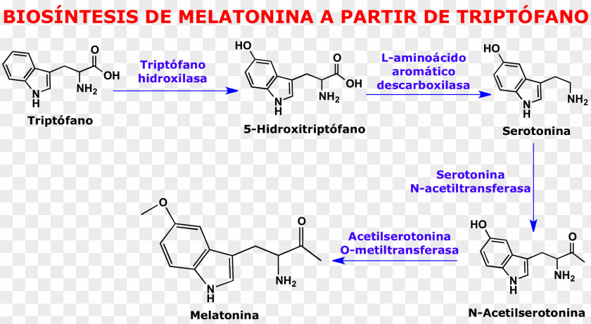 Blood Pressure Serotonin Chemistry Tryptophan Molecule Melatonin PNG