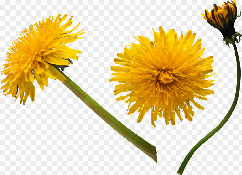 Dandelion Flower Stock Photography Clip Art PNG