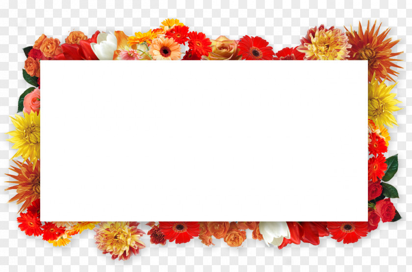 Design Floral Cut Flowers Transvaal Daisy Picture Frames PNG