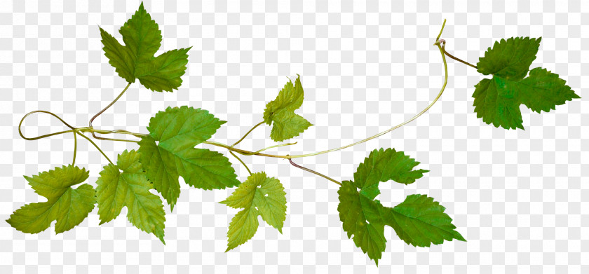 Lime Frame Tree Cut Vine Virginia Creeper Android PNG