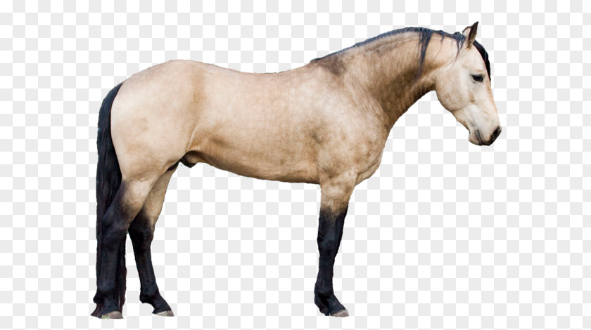 Sorrel Przewalskis Horse Animal Figure Mane Stallion Mare PNG