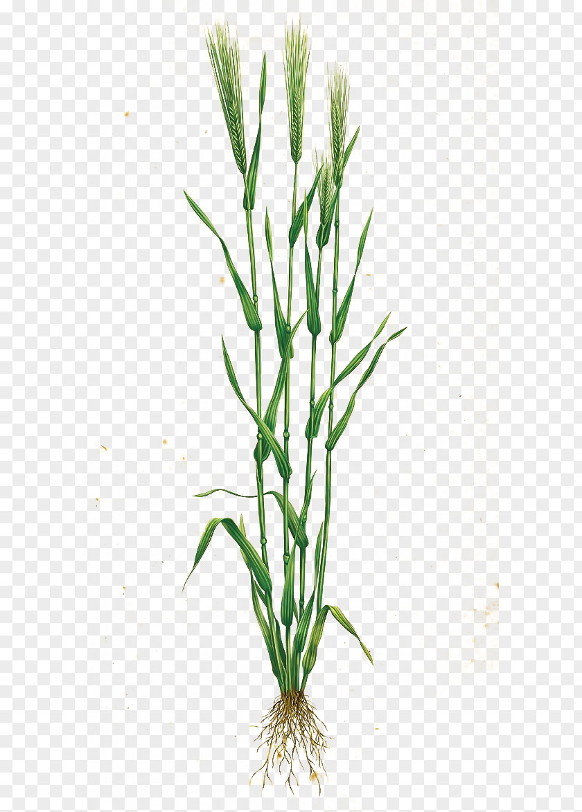 Wheat Download Grasses Icon PNG