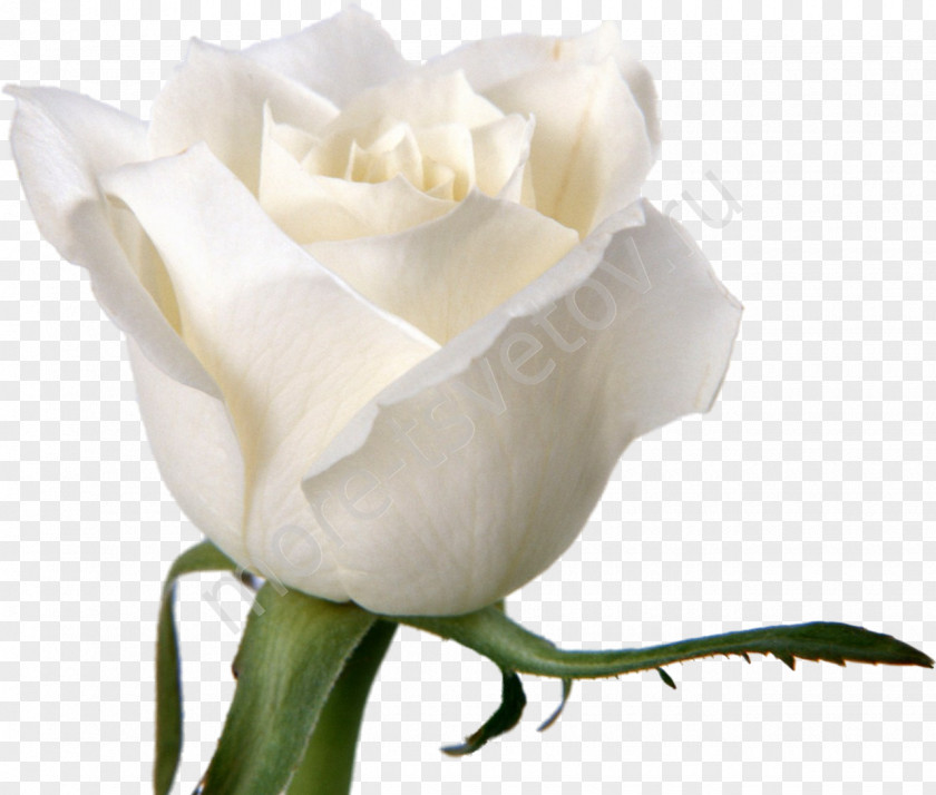 White Roses Rose Flower Desktop Wallpaper Petal PNG