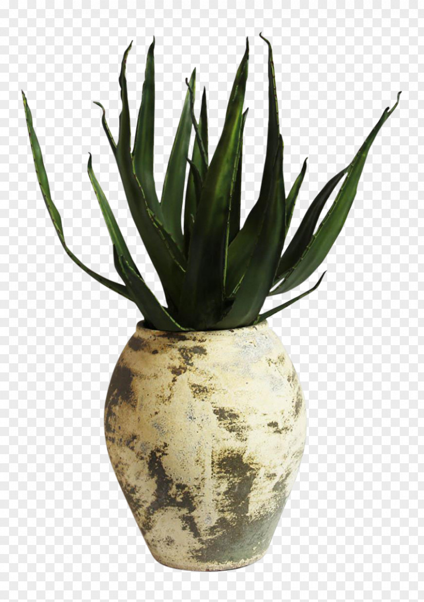 Aloe Vera Plant Agave Azul Flowerpot PNG