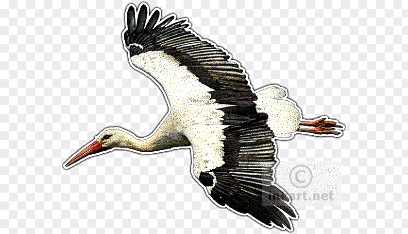 Bird White Stork Vulture Drawing PNG