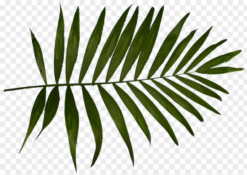 Blink Brow Bar Eyebrow Threading Tinting More Arecaceae Hi Beauty Leaf White Plant Stem PNG