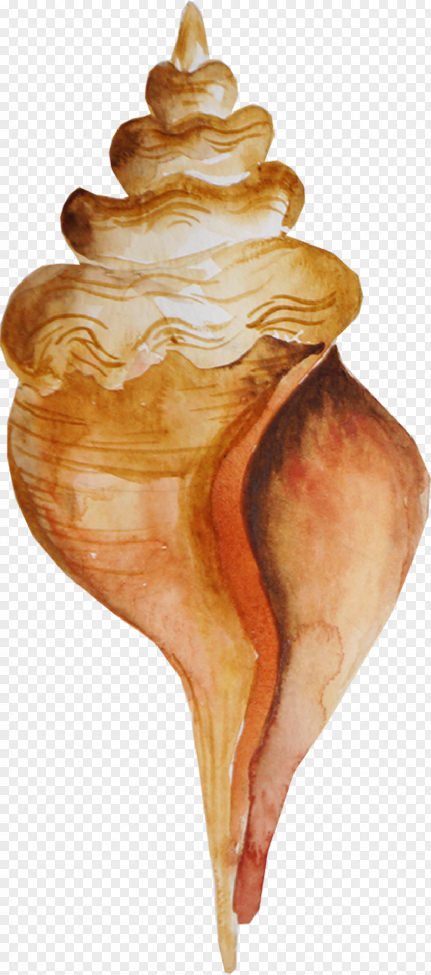 Brown Conch PNG