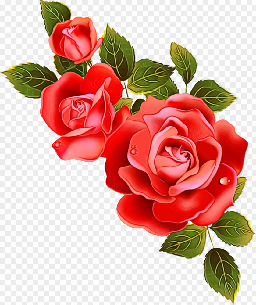 Floribunda Cut Flowers Garden Roses PNG