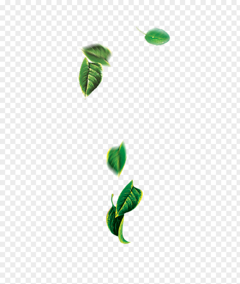 Free Leaf Floating Element Buckle Photos Green PNG