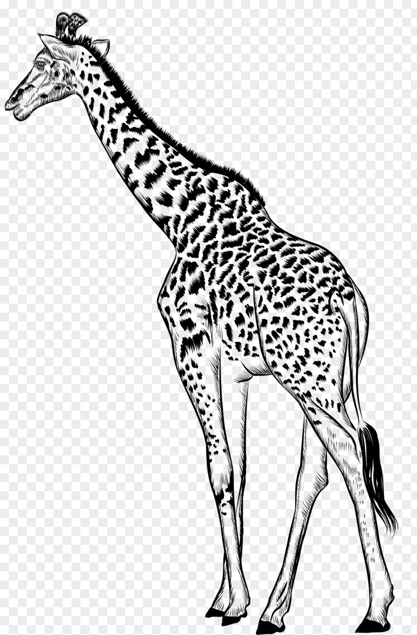 M Neck Fauna Clip Art Giraffe Black & White PNG