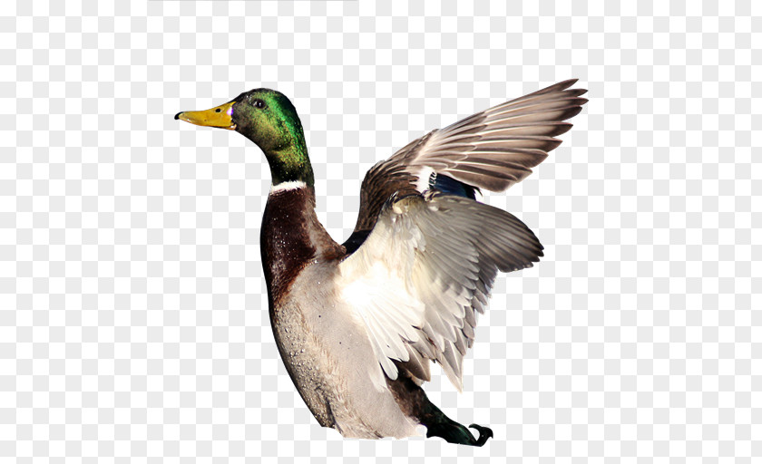 Mallard Collateral Loan Sarakin Duck PNG