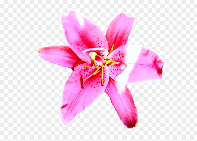 Pink M Close-up Petal Lily P!nk PNG