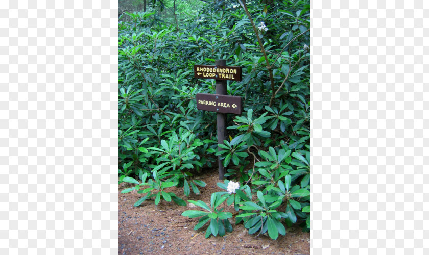 Tree Rainforest Subshrub Evergreen PNG