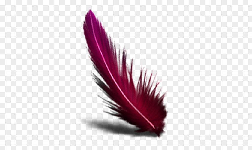 Feather Computer Mouse PNG