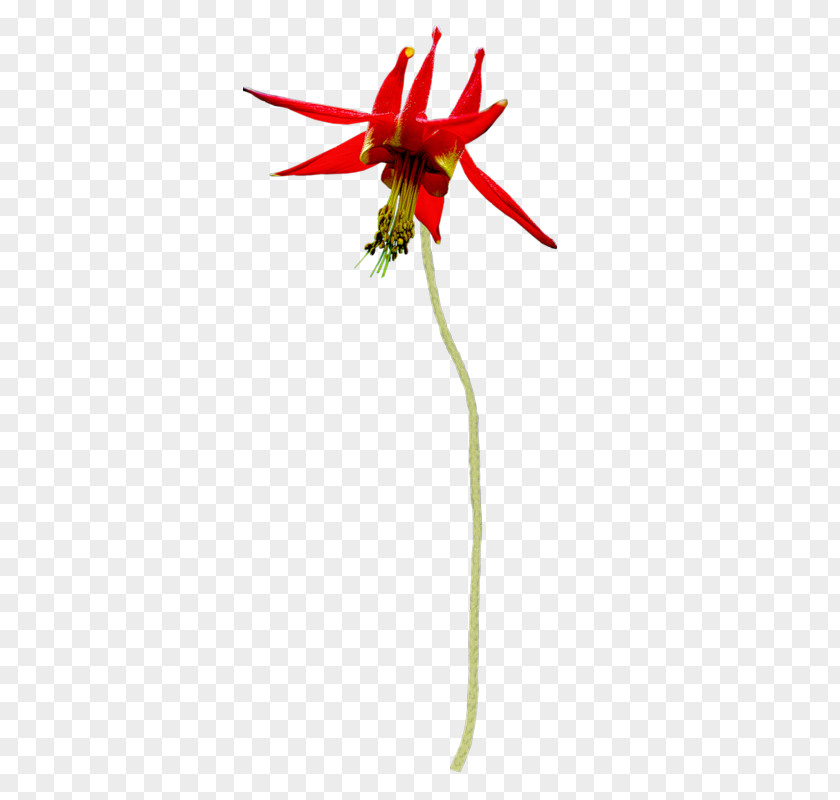 Flower Red Cut Flowers Platycodon Grandiflorus PNG