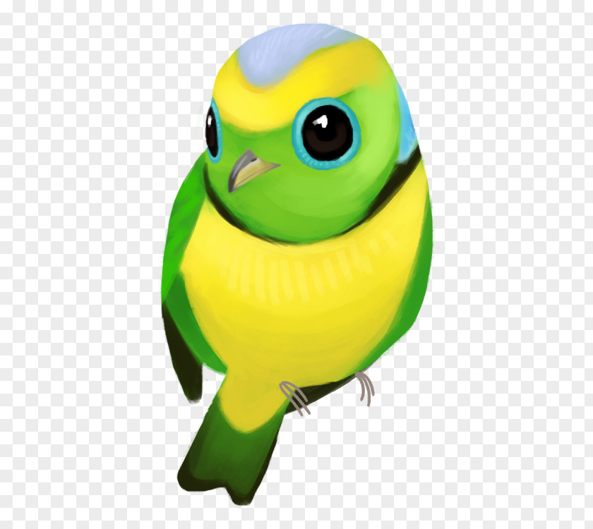 Parakeet Beak Pet PNG