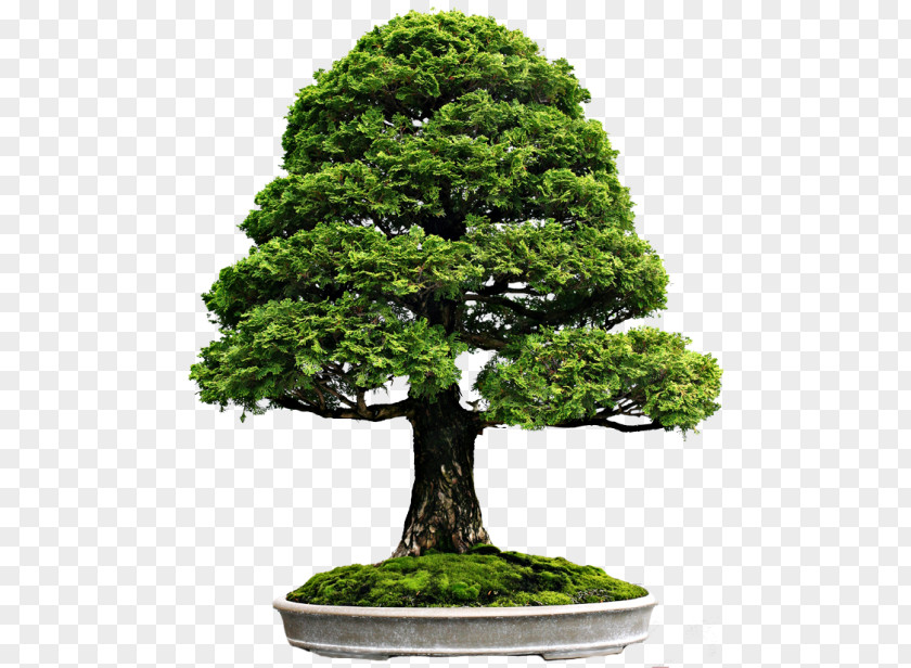 Tree Indoor Bonsai Flowerpot PNG