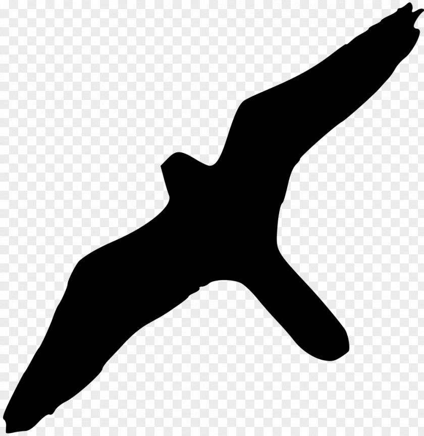Albatross Bird Of Prey Peale's Falcon Wikipedia PNG