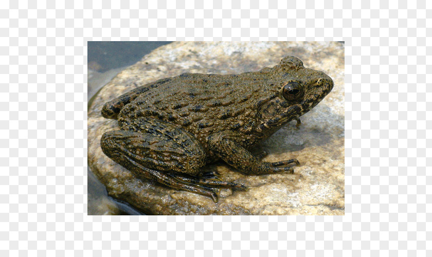 American Bullfrog Toad Reptile Terrestrial Animal PNG