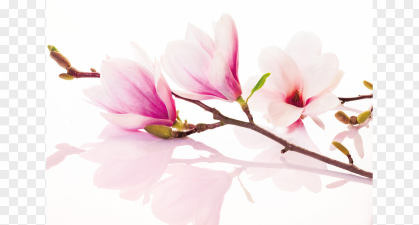 Flower Southern Magnolia Stellata Desktop Wallpaper Liliiflora PNG