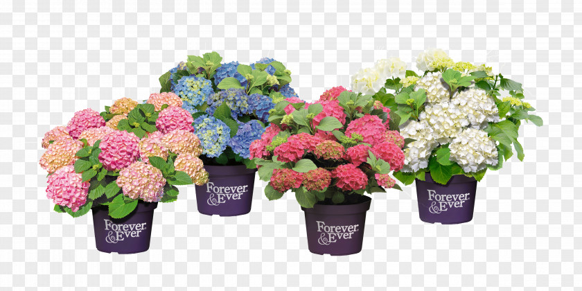 Hortensia French Hydrangea Cut Flowers Flowerpot Pruning PNG