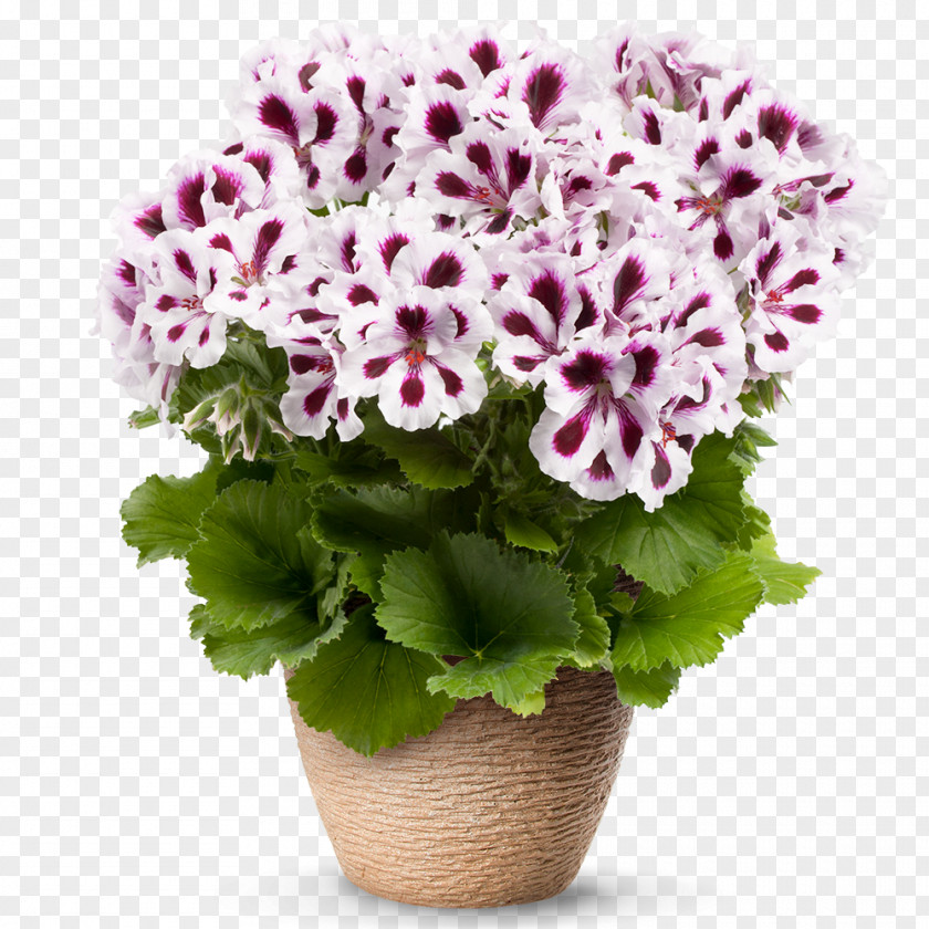 Purple Stripes Geraniums Flower Regal Pelargonium Seed Blossom PNG