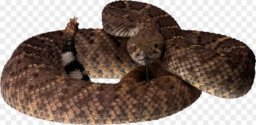 Snake Image Picture Download Free PNG
