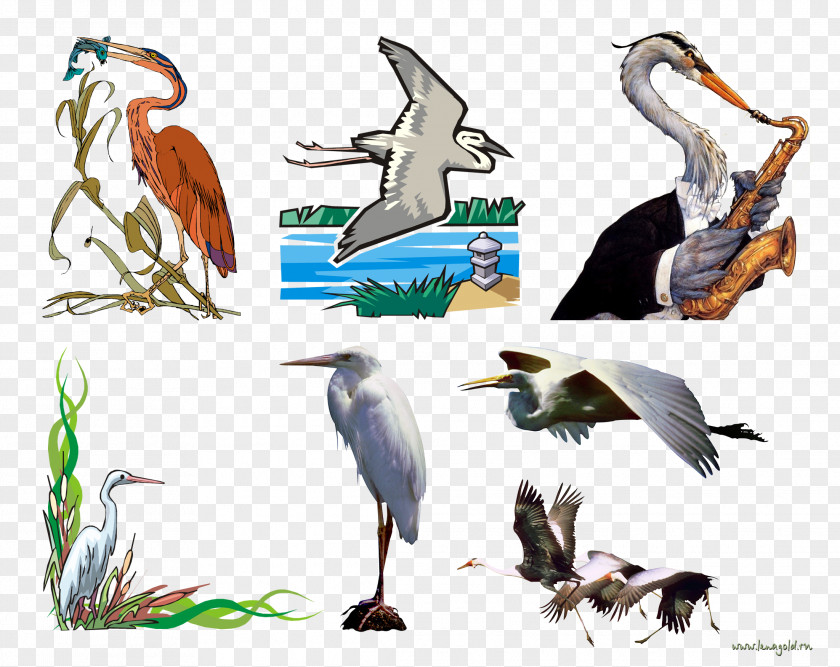 Stork Crane Animation Clip Art PNG