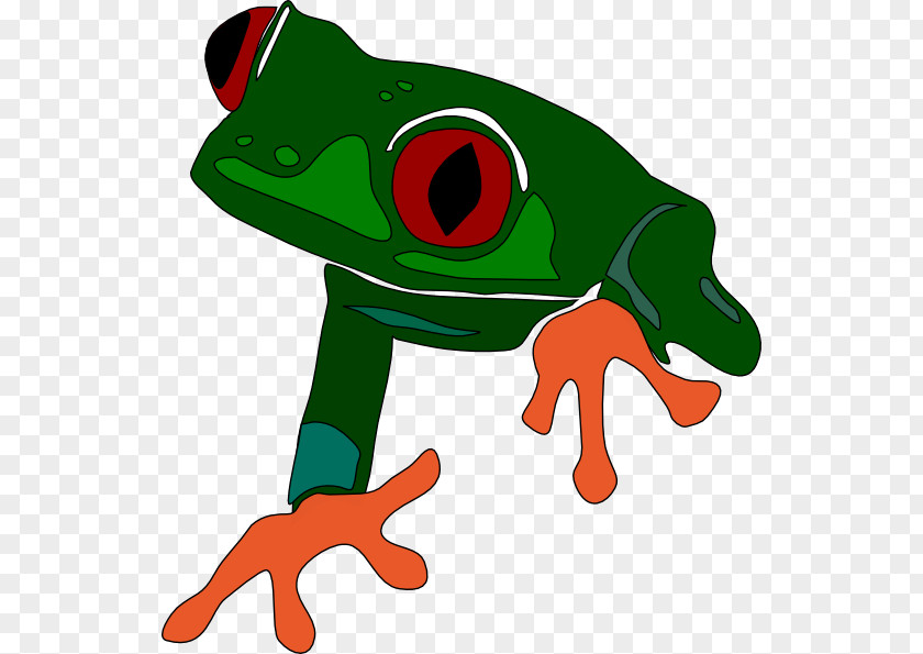 Amphibian Red-eyed Tree Frog The Clip Art PNG