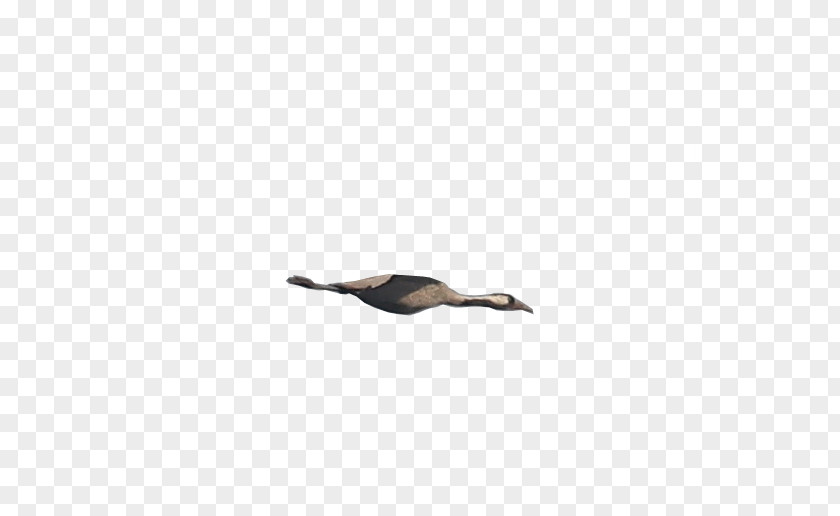 Beak Water Bird Black M PNG