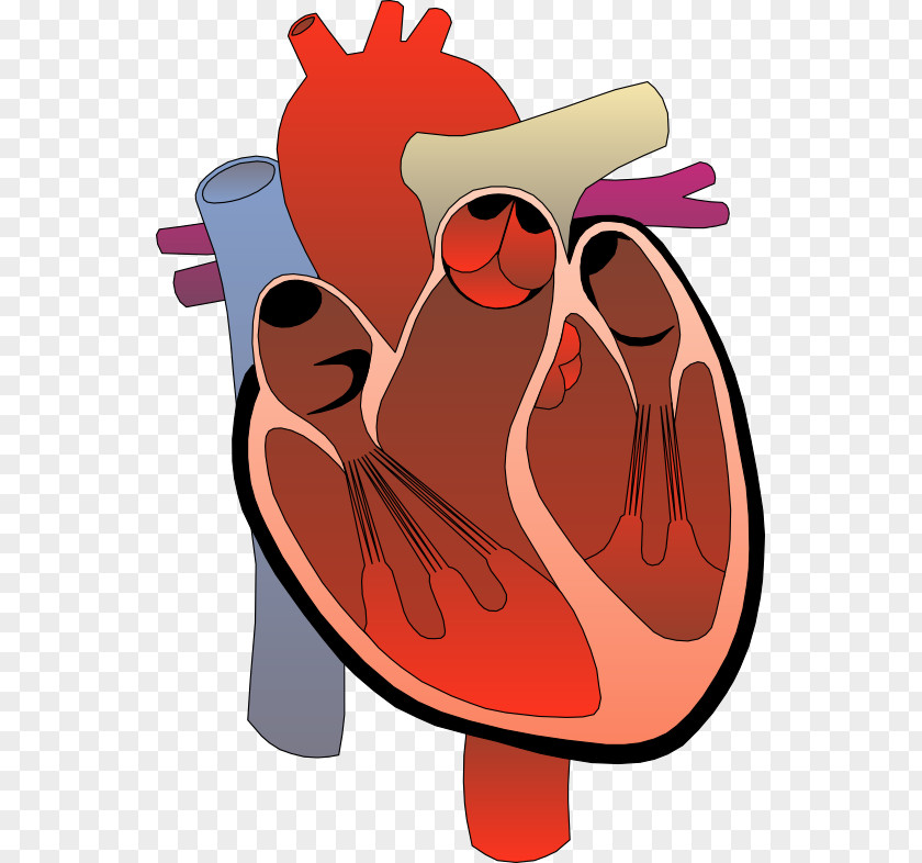 Hope Heart Cliparts Anatomy Diagram Circulatory System Clip Art PNG