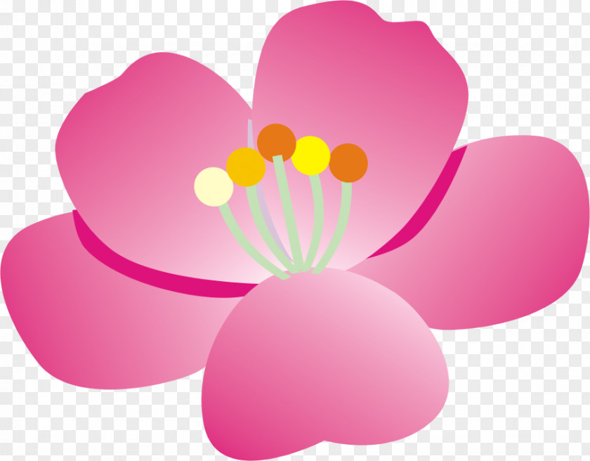 Taiwan Flower Windows Thumbnail Cache 0 Directory Computer Software PNG