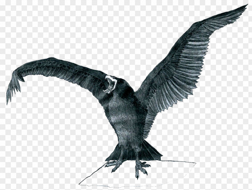 Bird Cormorant Vulture Seabird Beak PNG