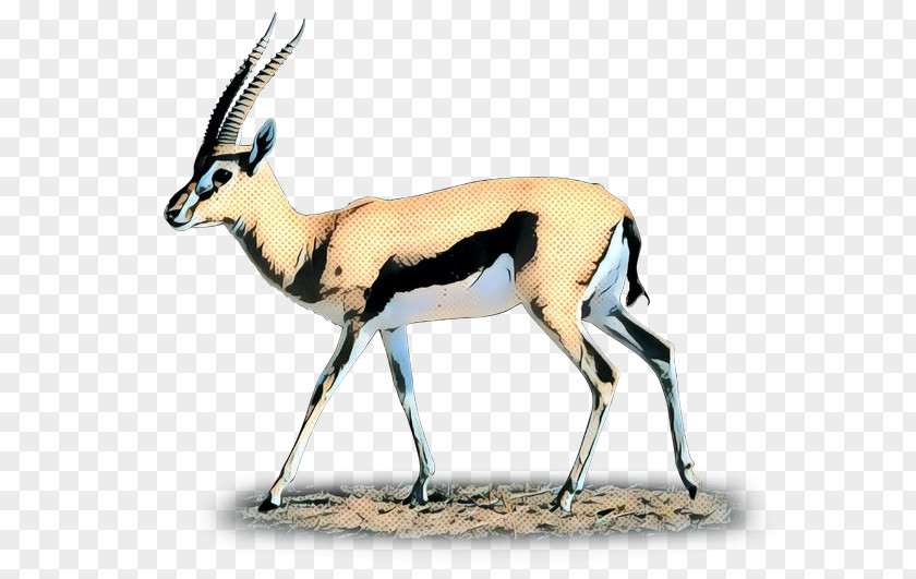 Gemsbok Springbok Moschus Deer Fauna PNG