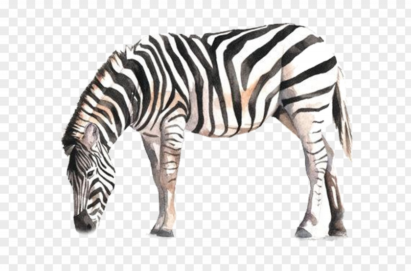 Always Zebra Horse Watercolor Painting Drawing PNG
