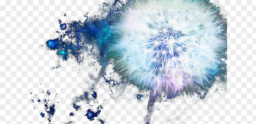 Beautiful Dandelion PNG