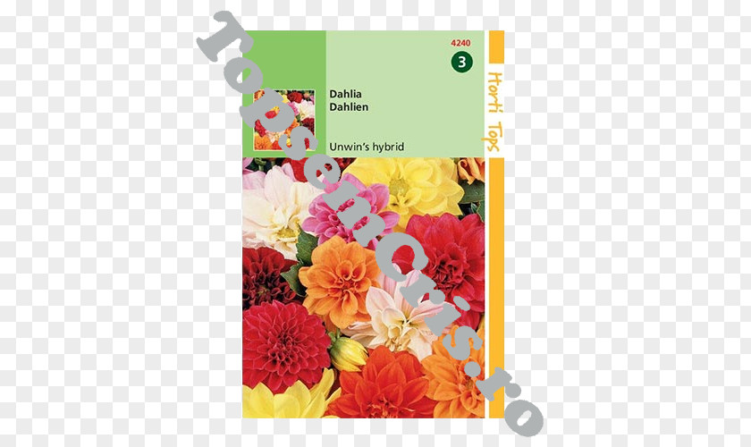 Dalia Dahlia Floral Design Unwins Seeds Cut Flowers PNG