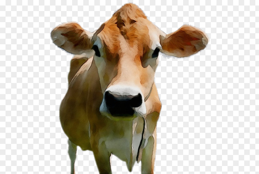 Fawn Horn Cow Background PNG