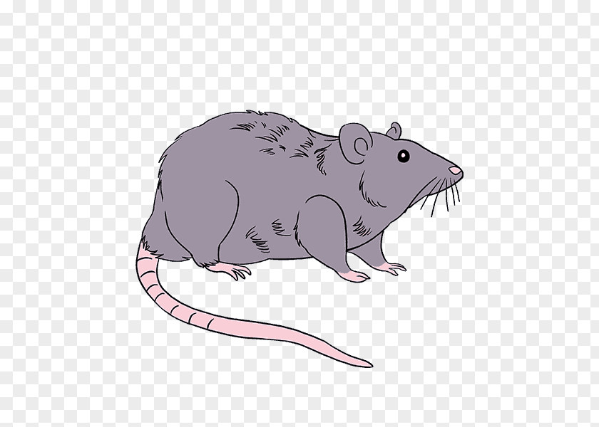 Rat & Mouse Rodent Drawing Brown Black PNG