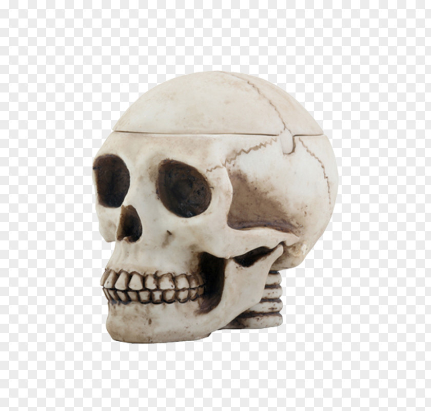 Skull Cranial Cavity Human Skeleton Bone PNG