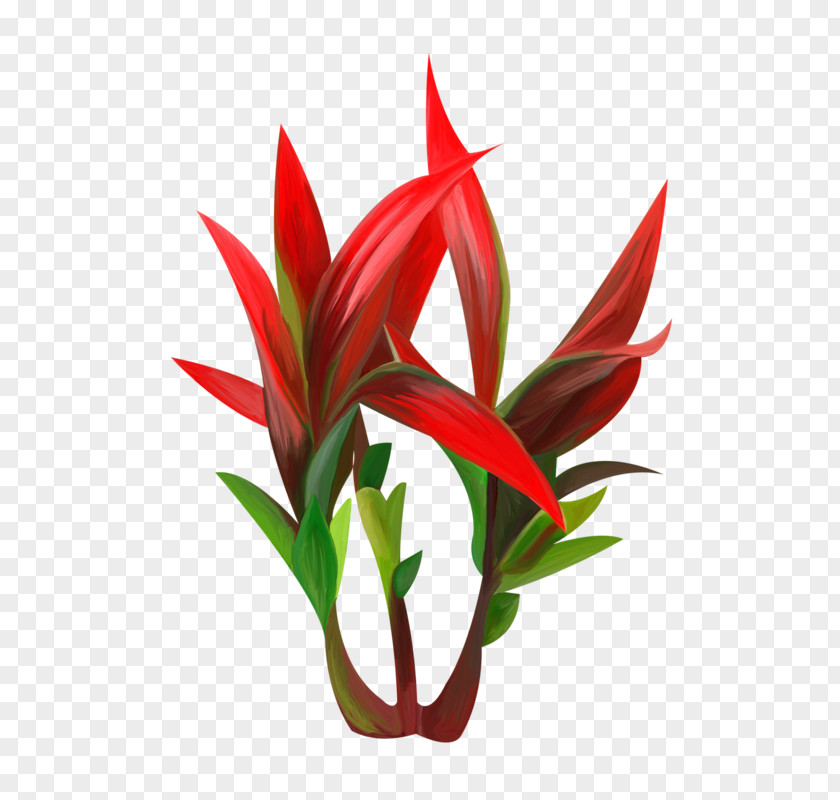 Agave Photography Image Plants Red PNG