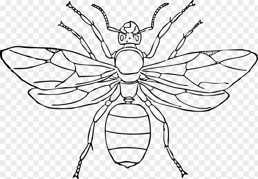 Ants Queen Ant Insect Drawing Clip Art PNG