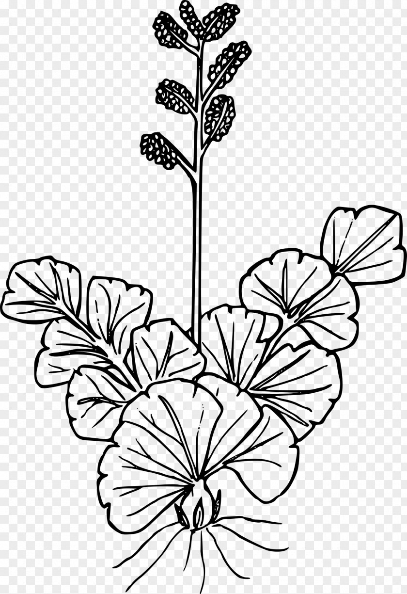 Drawing Flowers Plants Line Art Clip PNG