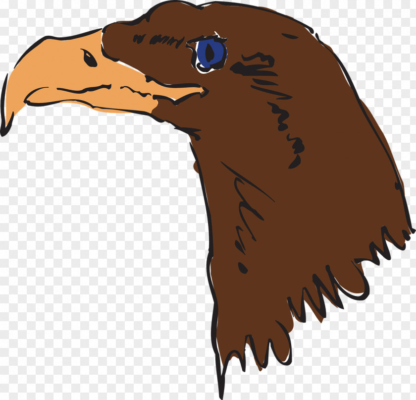 Eagle Bird Bald Beak Clip Art PNG