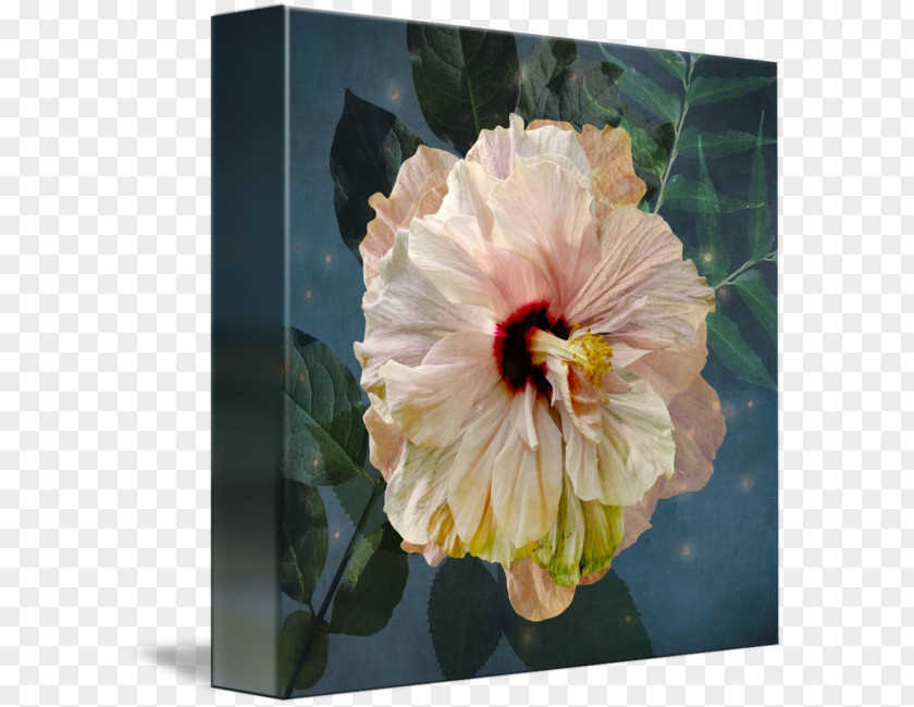 Moonlight Watercolor Gallery Wrap Hibiscus Mallows Flowering Plant PNG