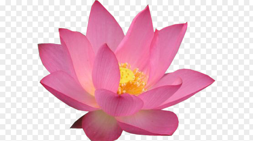 Nymphaea Pink M MTN Group RTV Lotus-m PNG